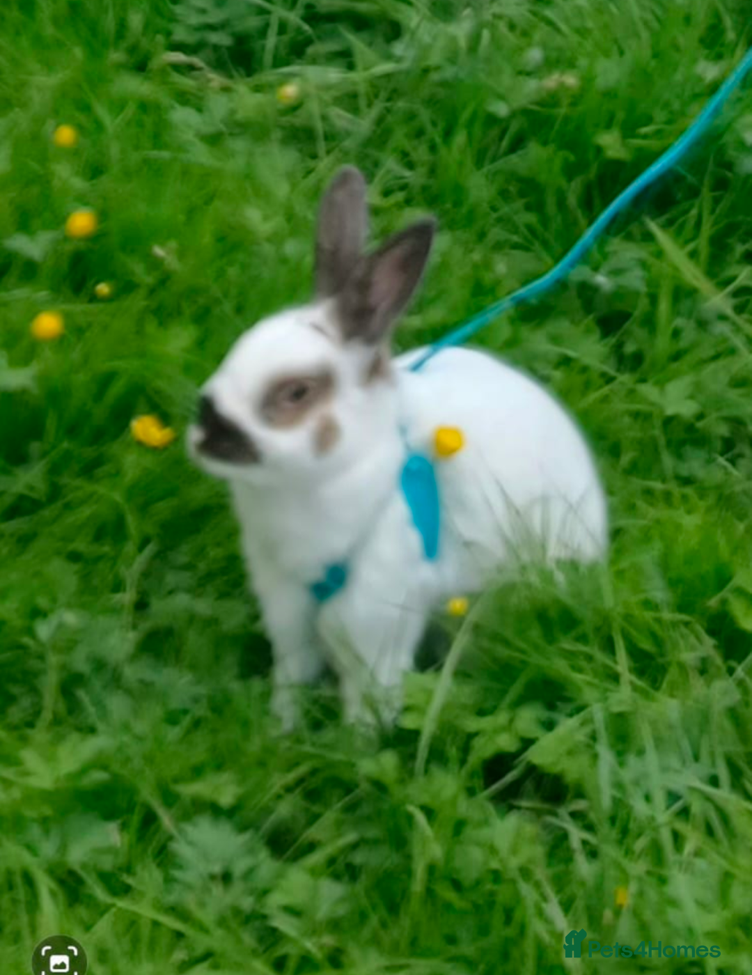 English rabbits for sale: Rabbit for adoption!!  - Image 2