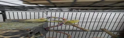 Budgerigars birds for sale: 2 red rumped parrots small and friendly  - Advert 3