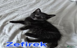 Domestic Shorthair cats for sale: Cute kittens for new home - Image 23