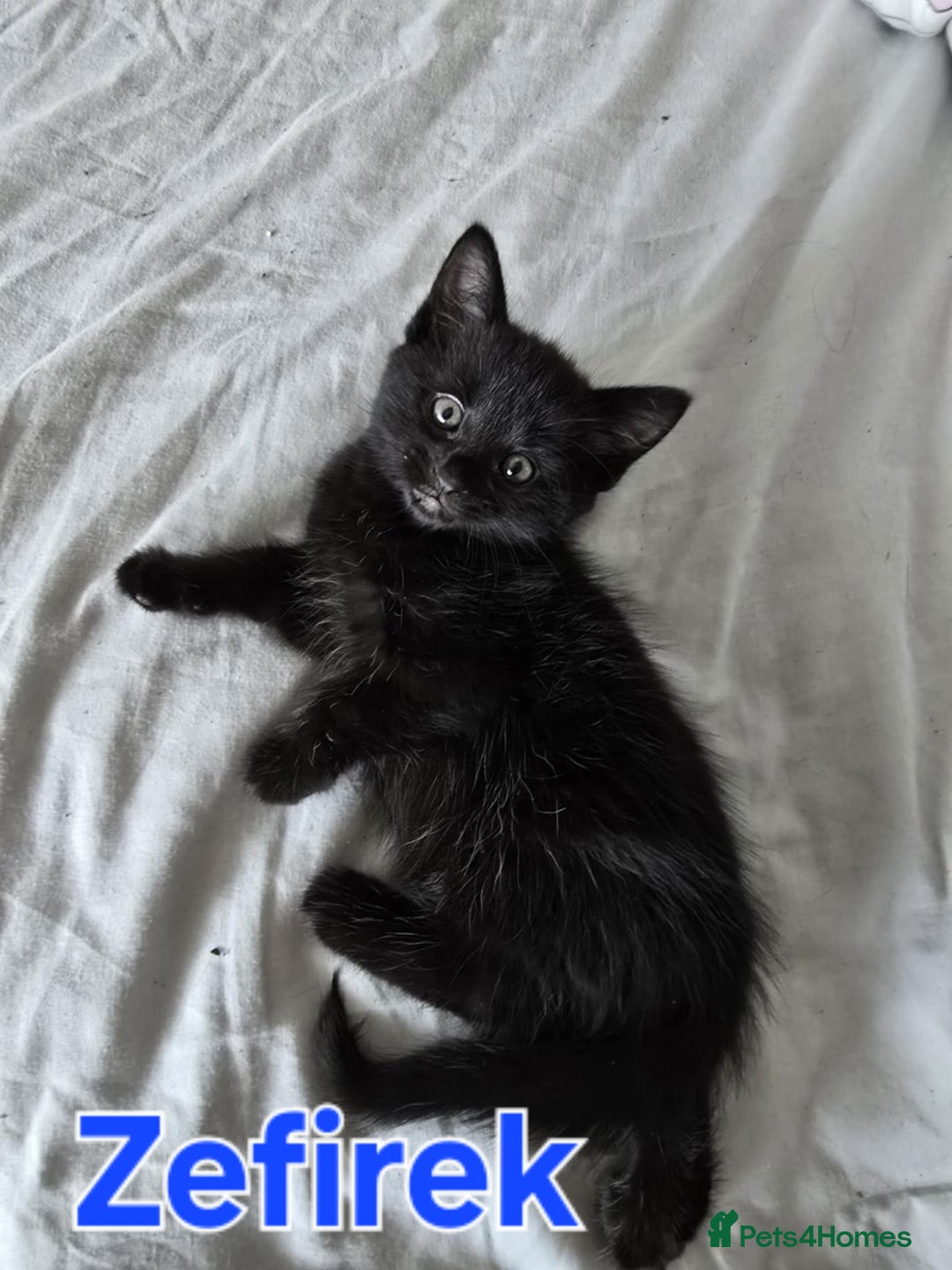 Domestic Shorthair cats for sale: Cute kittens for new home - Image 23