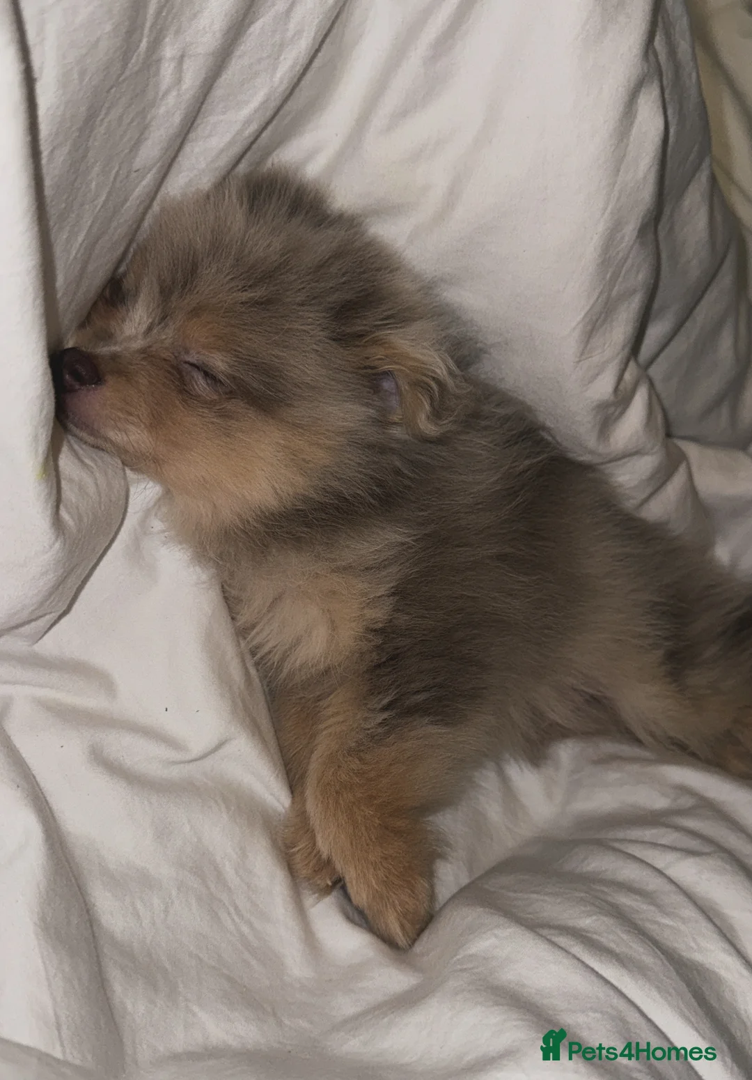 Pomeranian dogs for sale: Merle Pomeranian pup - Advert 3