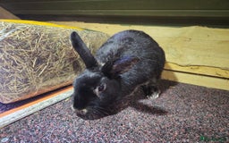 Mixed Breed rabbits for sale: 2 year female black otter Rex X lionlop  - Image 4