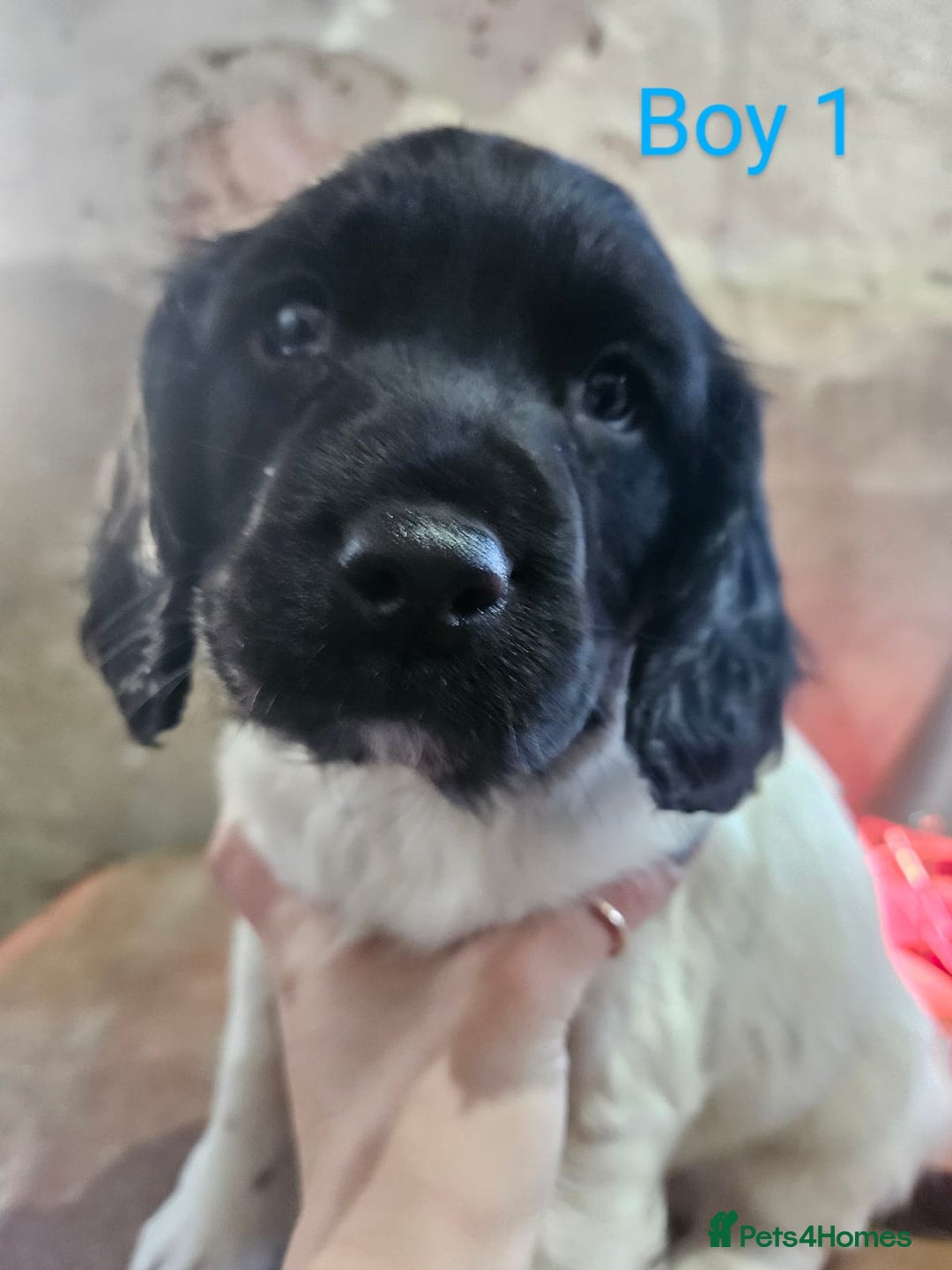 English Springer Spaniel dogs for sale: KC Registered Springer Spaniel Puppies  - Advert 10