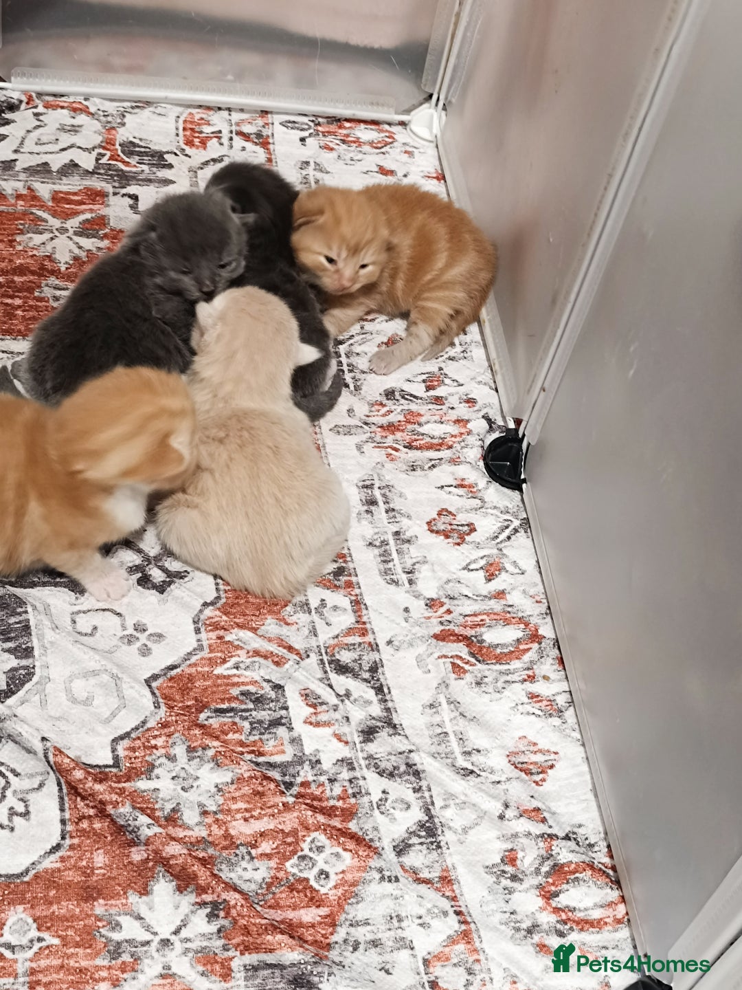 Ragdoll cats for sale: Gorgeous ragdoll X breed kitties  - Advert 7