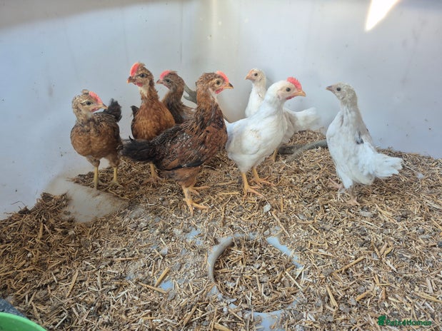 Chickens poultry - Advert 15