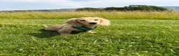 Miniature Dachshund dogs for sale: Cream Kc miniature dachshund boy fully jabbed.  - Advert 5