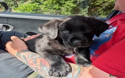 Mixed Breed dogs for sale: Male rottweiler cross golden retriever  - Image 5