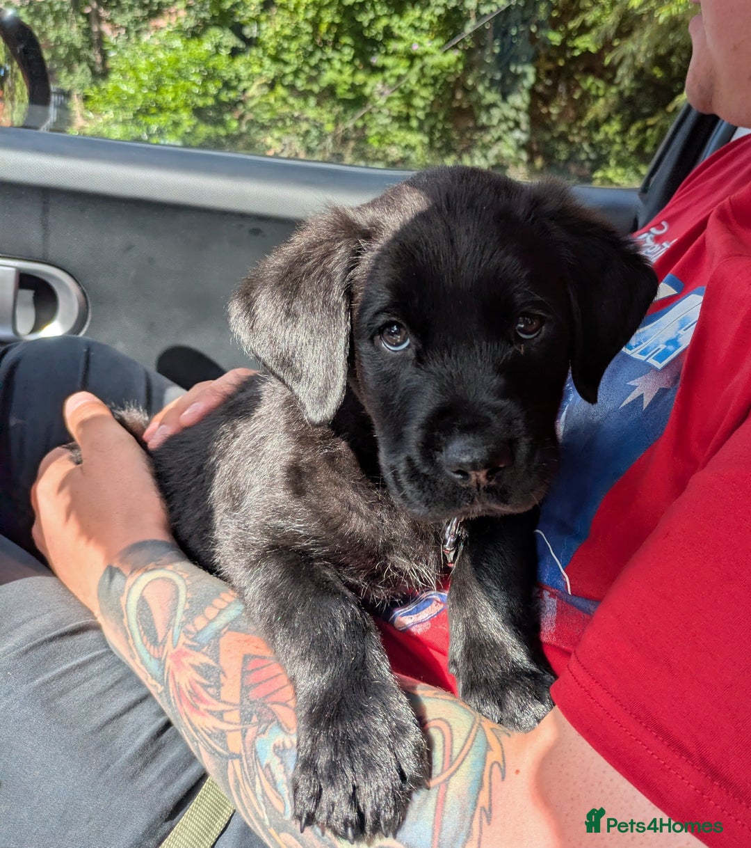 Mixed Breed dogs for sale: Male rottweiler cross golden retriever  - Image 5