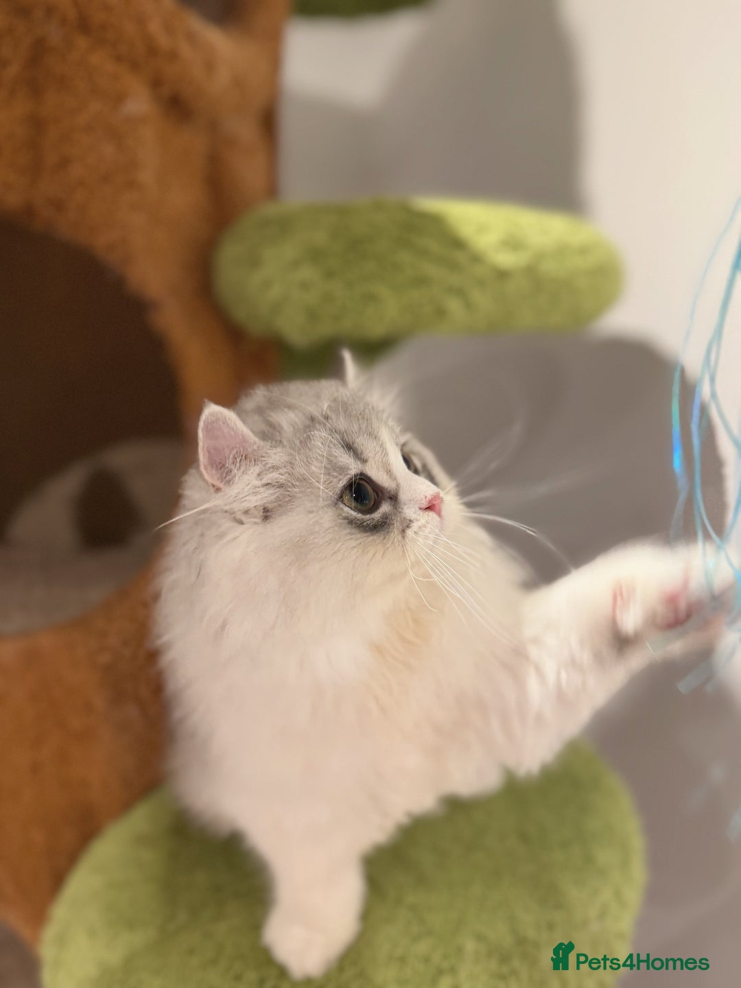 Munchkin cats for sale: Top level Super stunning & rare Minuet - Advert 18