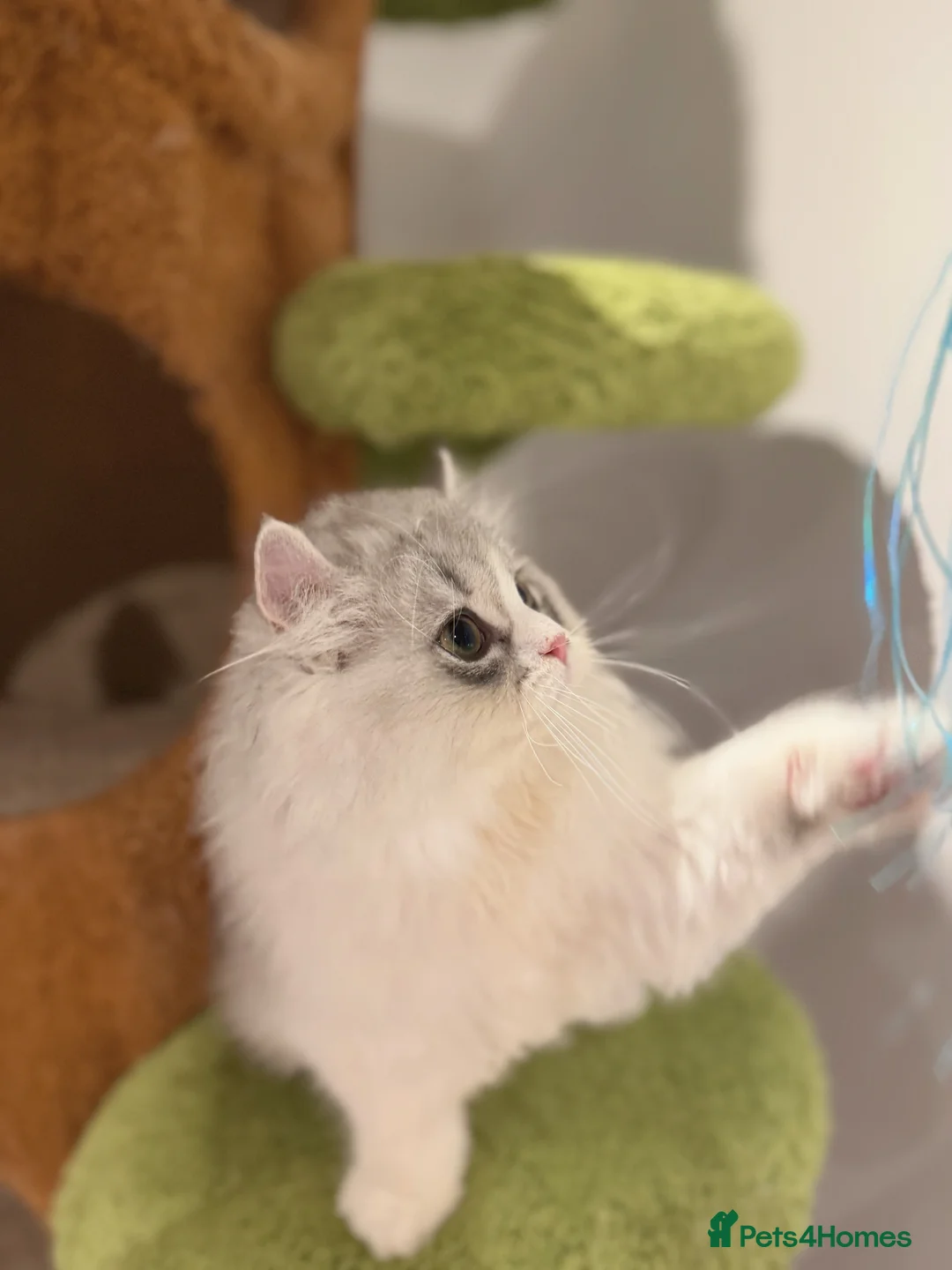 Munchkin cats for sale: Top level Super stunning & rare Minuet - Advert 18