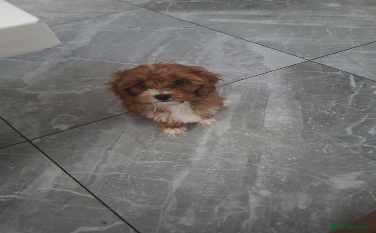 Cavapoo dogs - Advert 11