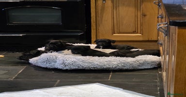 Patterdale Terrier dogs - Advert 9