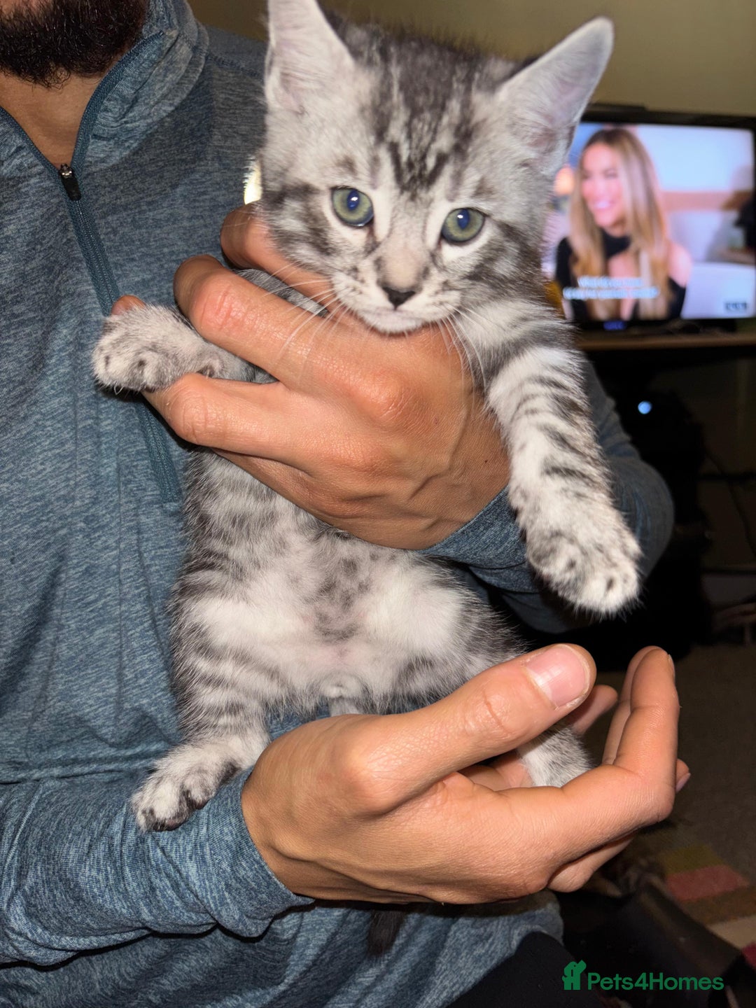 Bengal cats for sale: Half Bengal Kittens - Image 23