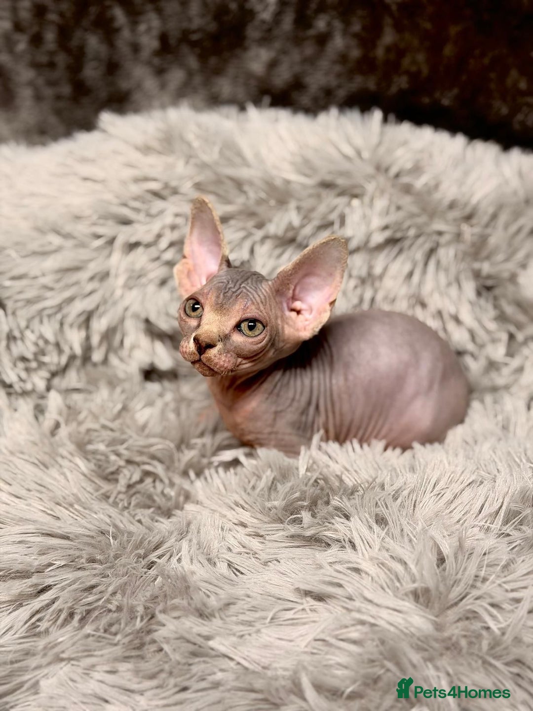 Sphynx cats for sale: TICA Reg Sphynx Kittens, Extensive Genetic Testing - Advert 17
