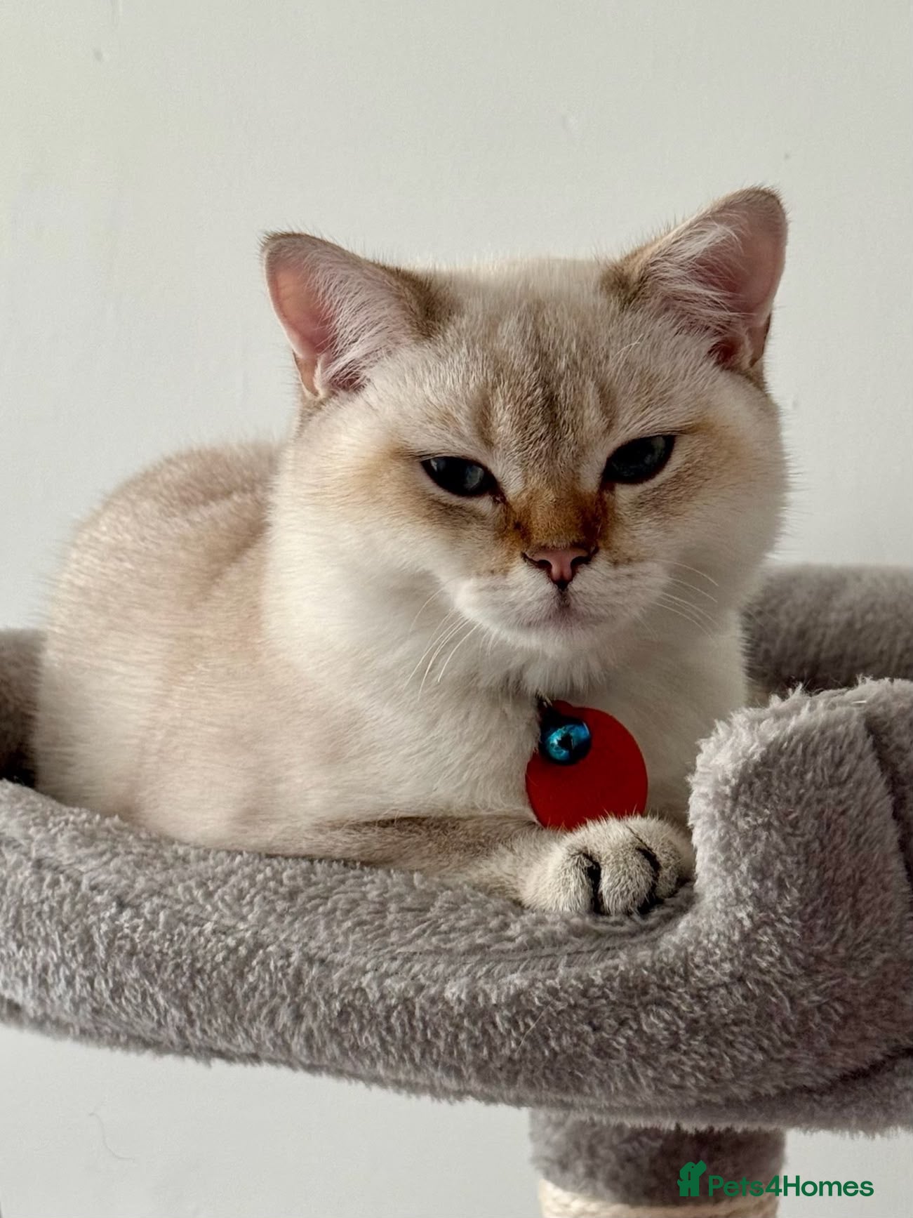 British Shorthair cats Simba  - Advert 3