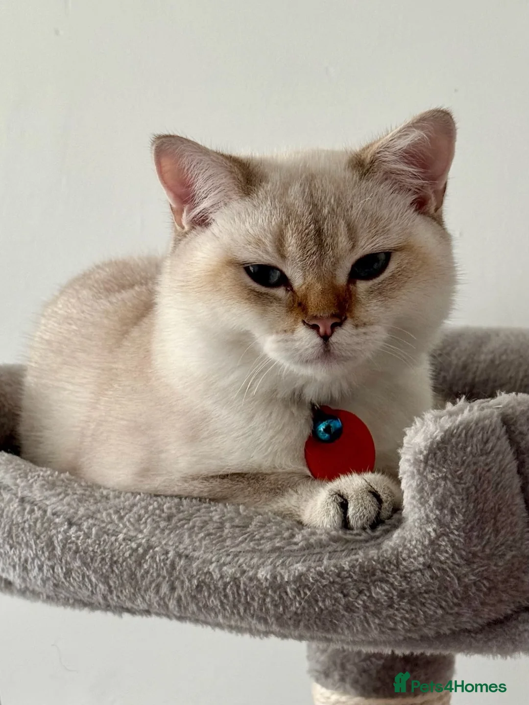 British Shorthair cats for sale: Simba  - Advert 1
