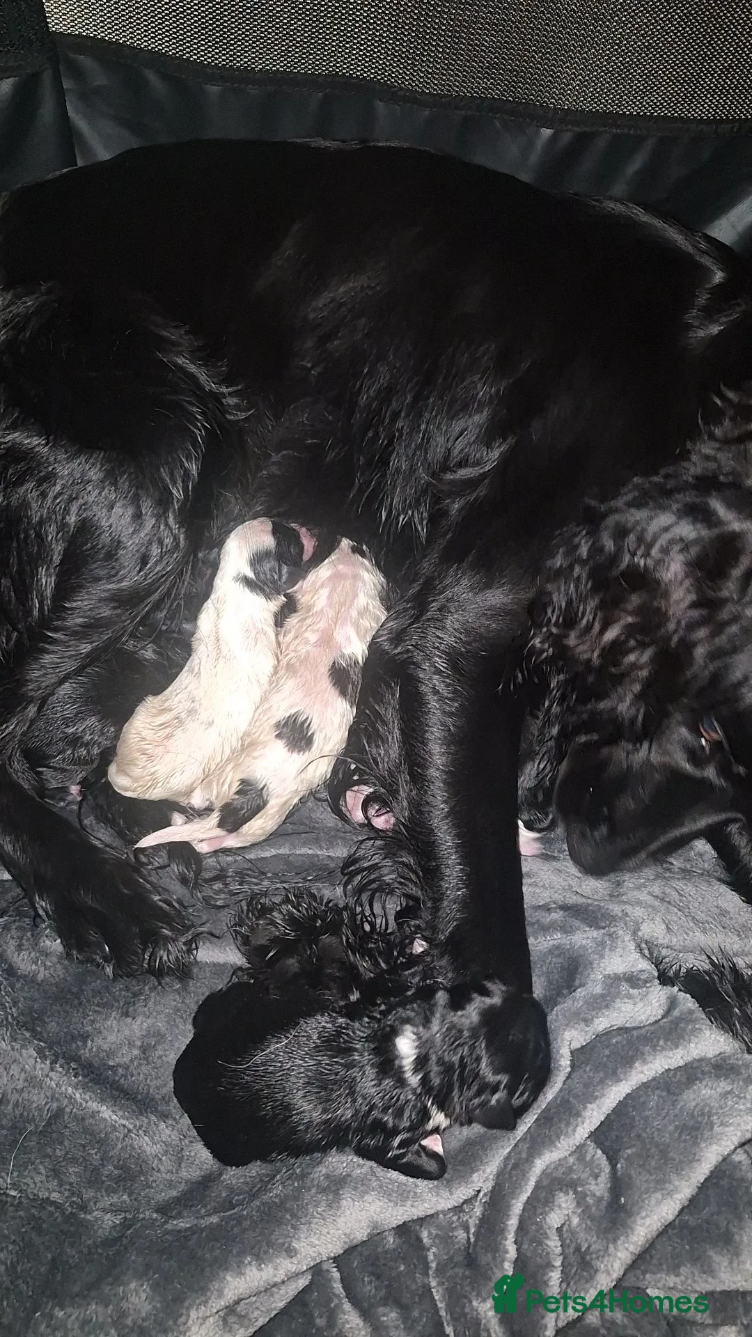 Mixed Breed dogs for sale: Sprolliedor puppies  - Advert 1