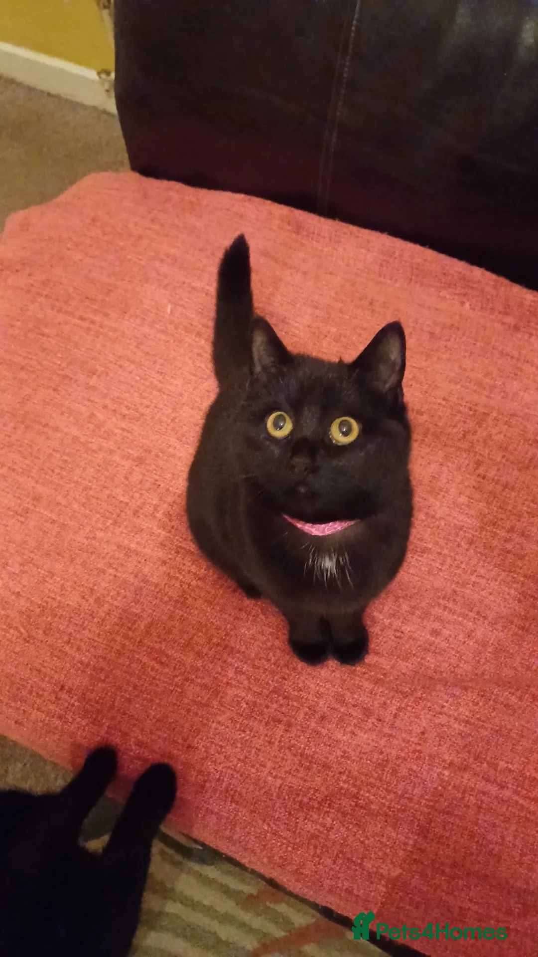 Mixed Breed cats for sale: 10 Month Old Twin Sisters - Advert 5