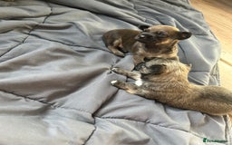 Mixed Breed dogs for sale: Three Pomeranian Chihuahua  - Image 6