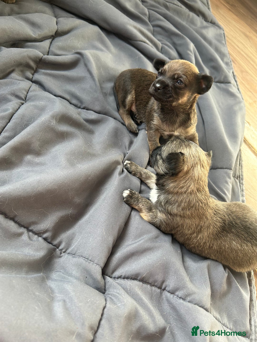 Mixed Breed dogs for sale: Three Pomeranian Chihuahua  - Image 6