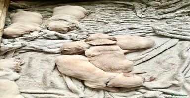 Golden Retriever dogs - Advert 2