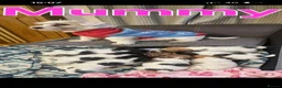 Jack Russell dogs for sale: Little jack russel puppies - Advert 5