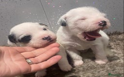 Parson Russell dogs for sale: KC Reg Champion lineage Puppys - Image 20