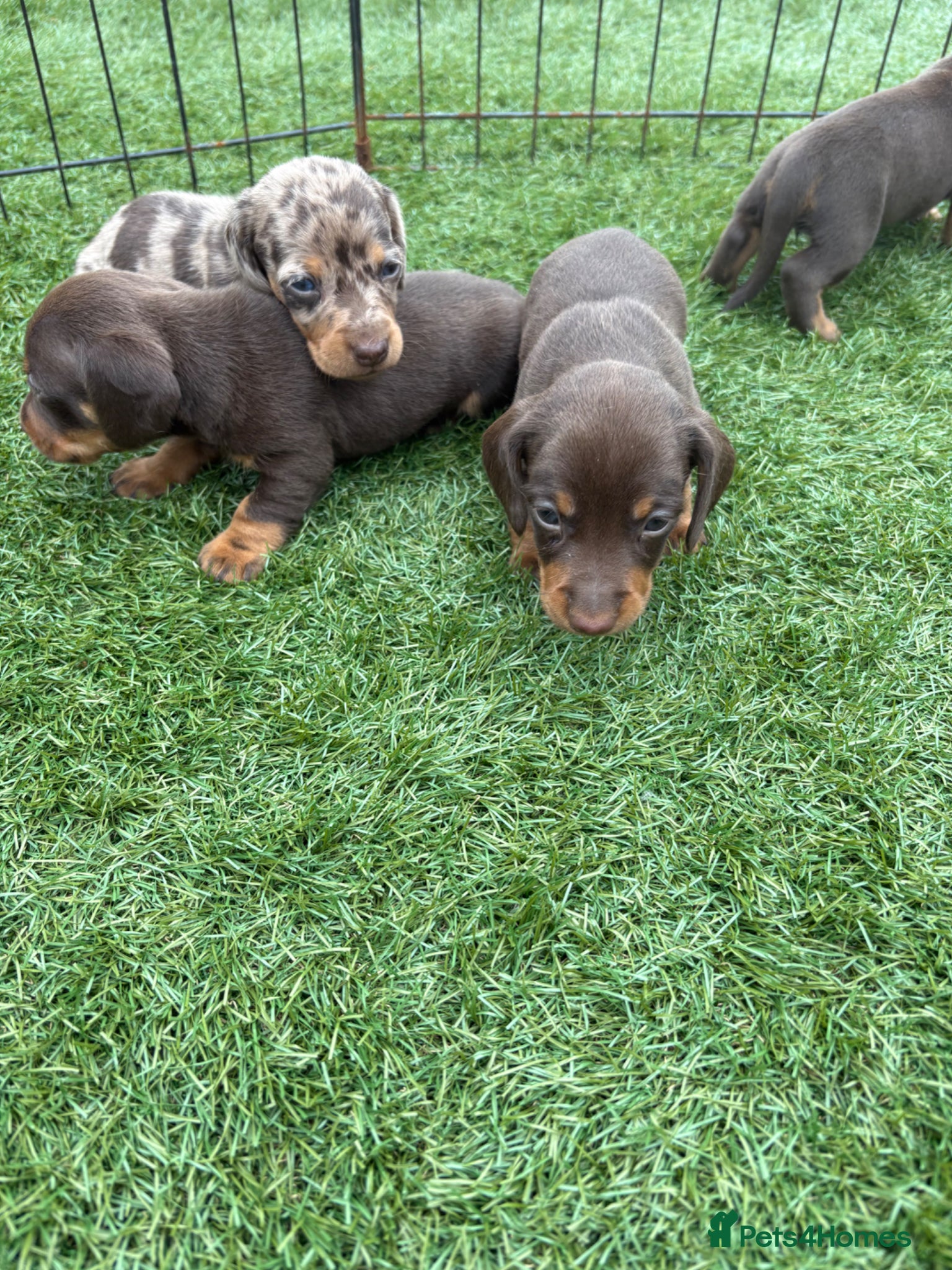 Miniature Dachshund dogs Kc registered PRA clear miniature dachshund - Advert 2