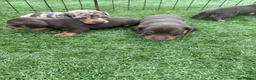 Miniature Dachshund dogs for sale: Ready now Kc-registered PRA-clear mini dachshund  - Advert 6