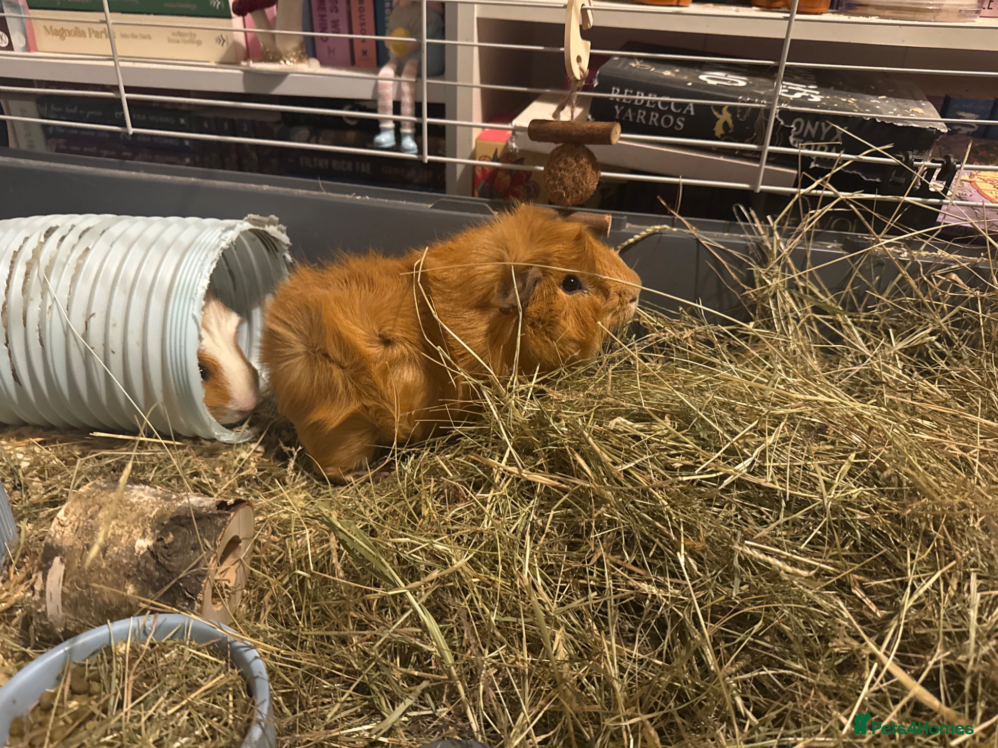 Guinea Pig rodents 2 male guinea pigs and cage  - Advert 2