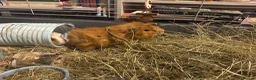 Guinea Pig rodents for sale: 2 male guinea pigs and cage  - Advert 1