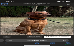 Labrador Retriever dogs for sale: Adorable labrador puppies 🐾  - Image 13