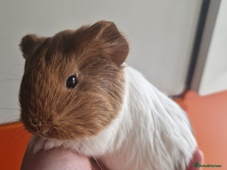 Guinea Pig rodents Baby Guinea Pigs - Advert 21