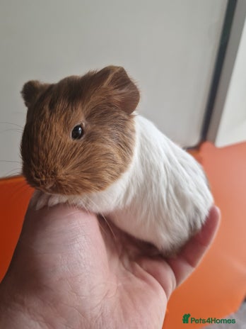 Guinea Pig rodents Baby Guinea Pigs - Advert 15