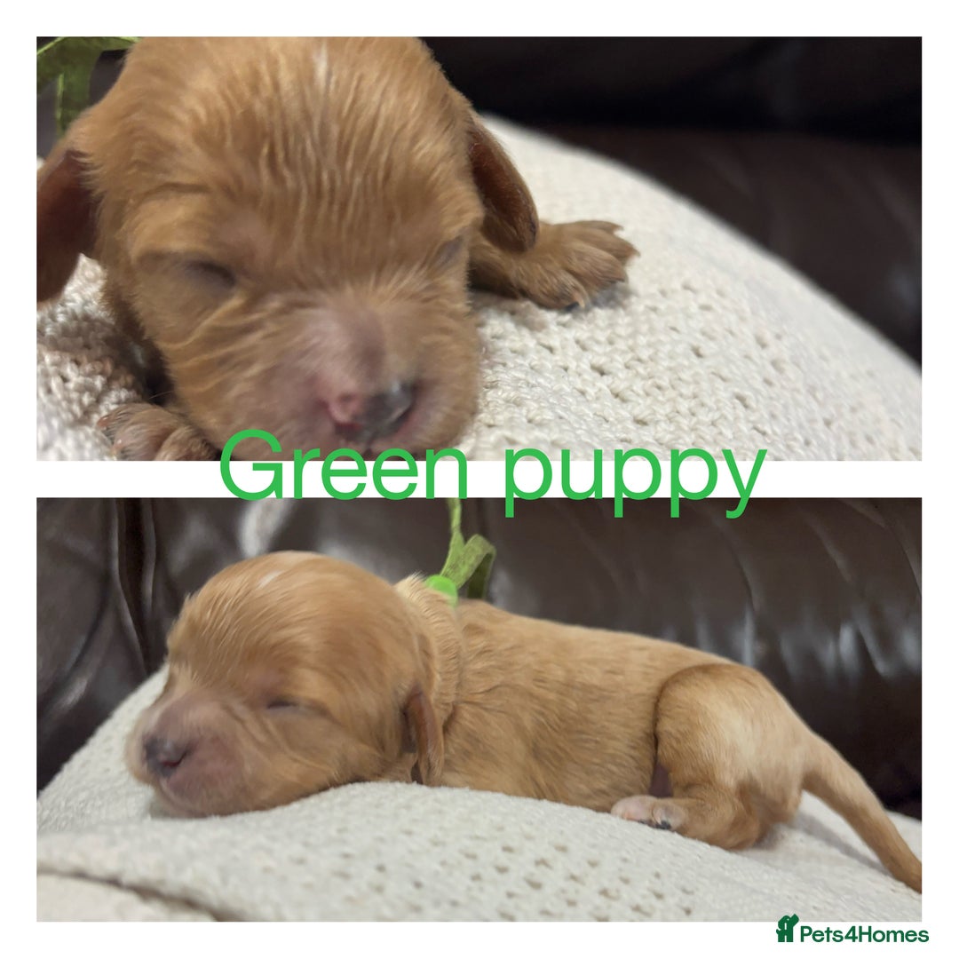 Cavapoo dogs for sale: Gorgeous F1 Cavapoo puppies. Health tested parents - Advert 29