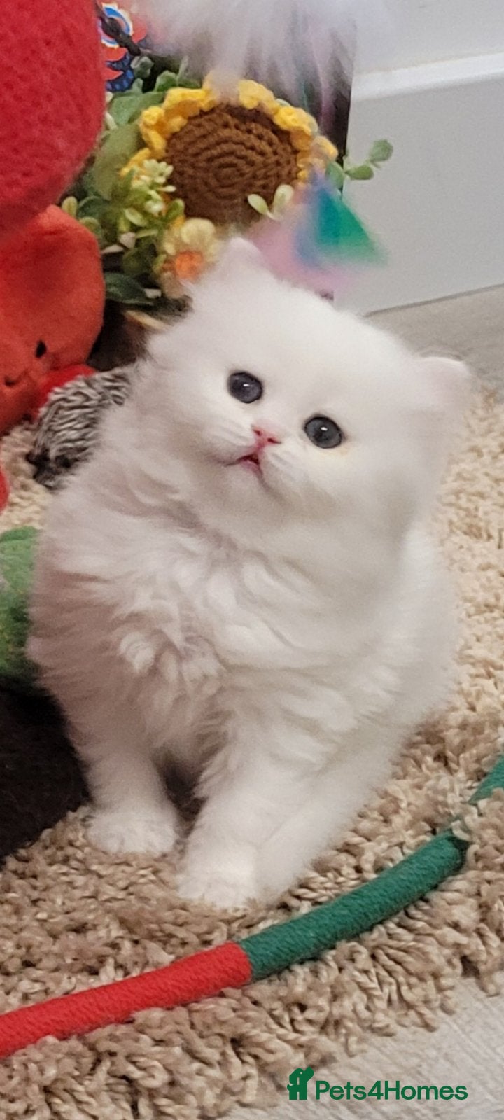 British Longhair cats Pedigree/Executive/Show quality flamingo kittens - Advert 2