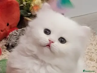 British Longhair cats Pedigree/Executive/Show quality flamingo kittens - Advert 2