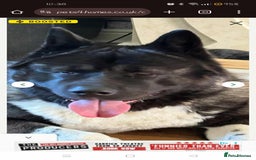Akita dogs for sale: American akita sky  - Image 7