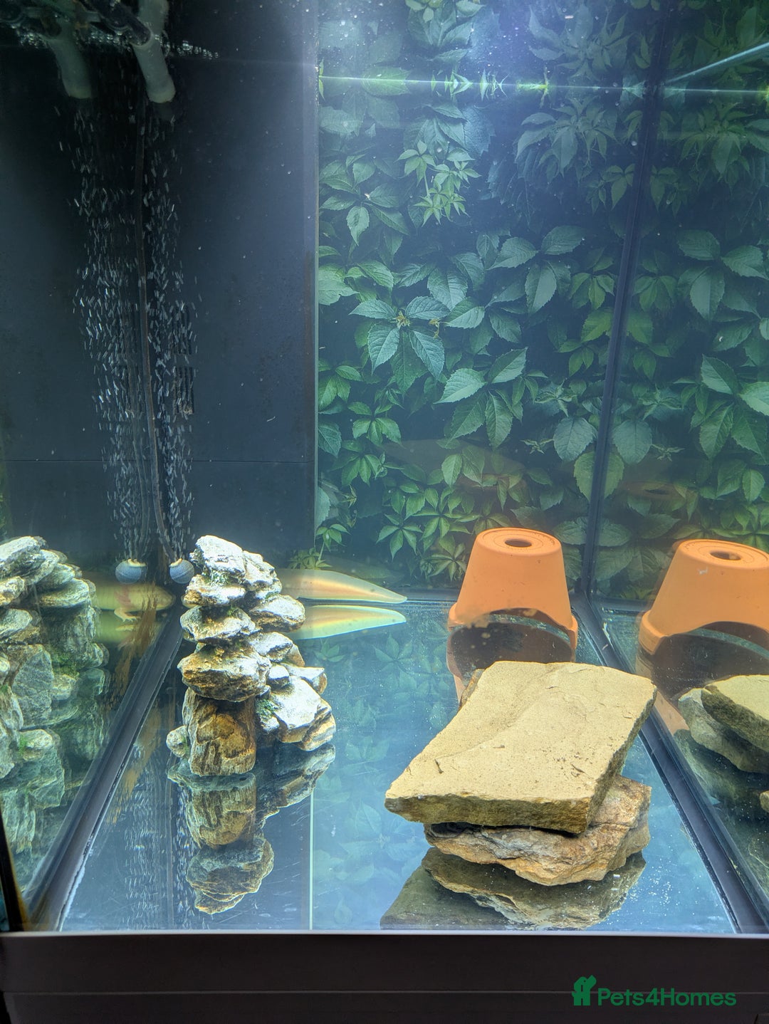 Axolotl reptiles for sale: Male dirty leucistic axolotl and tank  - Advert 4