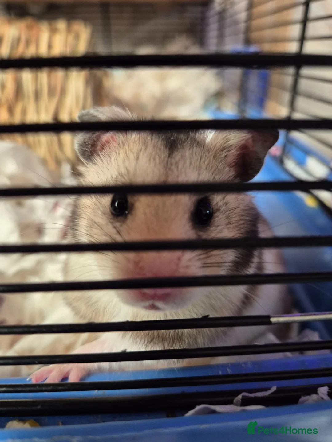 Hamster rodents for sale: Syrian hamster male  - Advert 1