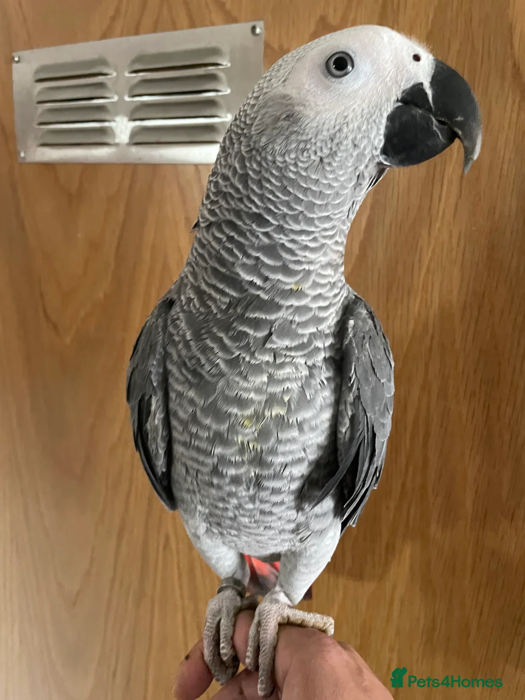 Parrots birds for sale: Hand tame  baby African grey set up  - Advert 2