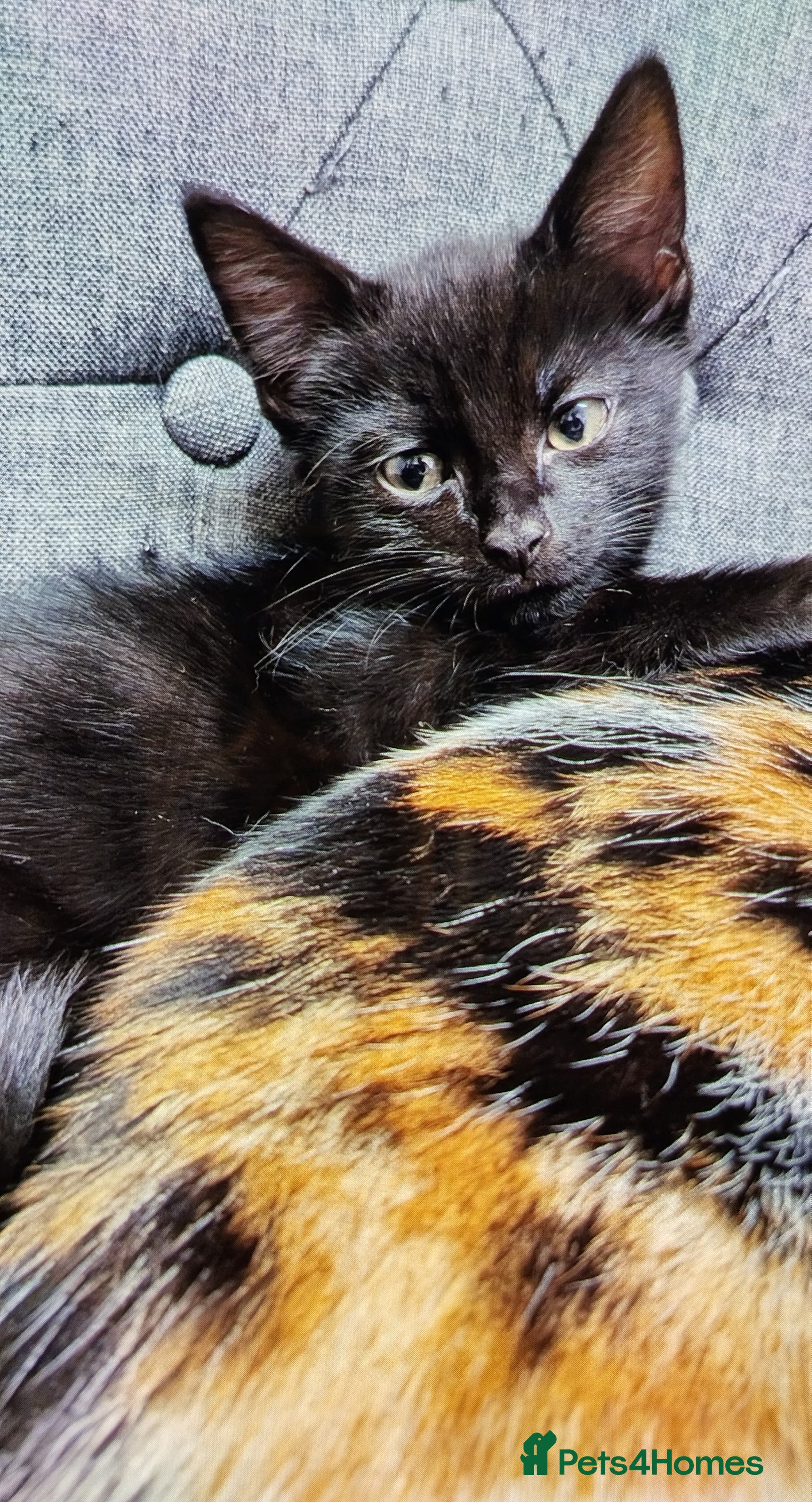 Mixed Breed cats for sale: Three adorable kittens ready for loving homes ❤️ - Advert 2