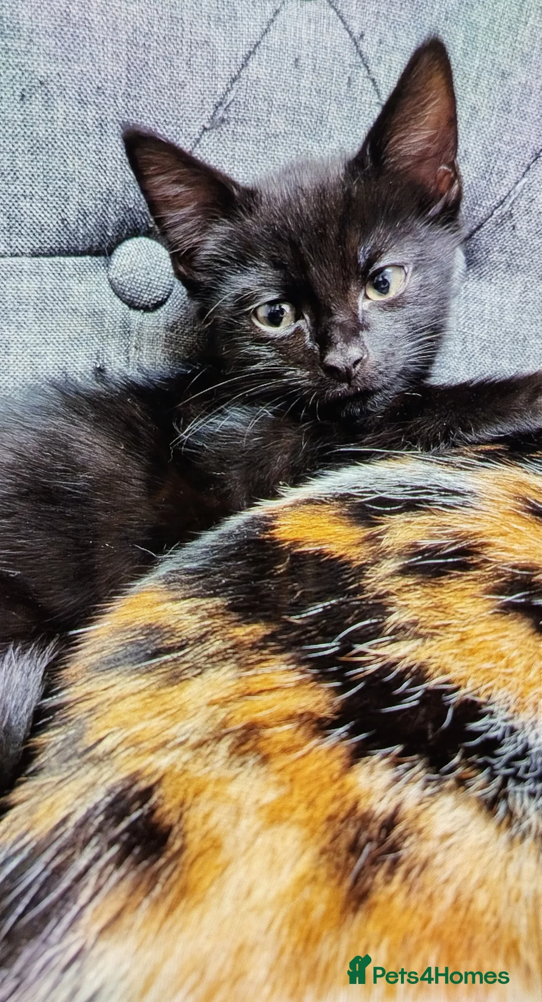 Mixed Breed cats for sale: Three adorable kittens ready for loving homes ❤️ - Advert 1