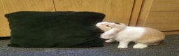 Mixed Breed rabbits for sale: Bunny - Advert 3