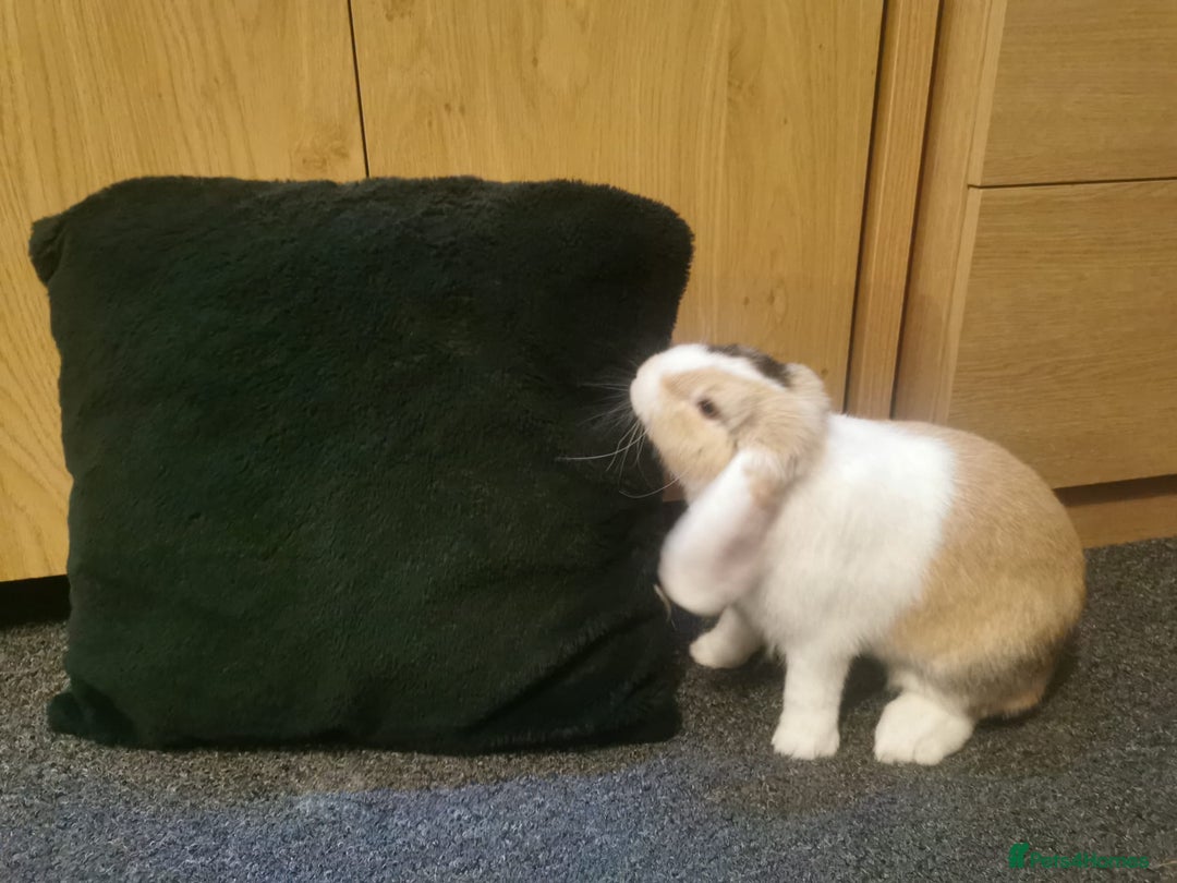 Mixed Breed rabbits for sale: Bunny - Advert 3