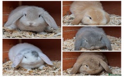 Mini Lop rabbits for sale: Gorgeous mini lops ready now! - Advert 2