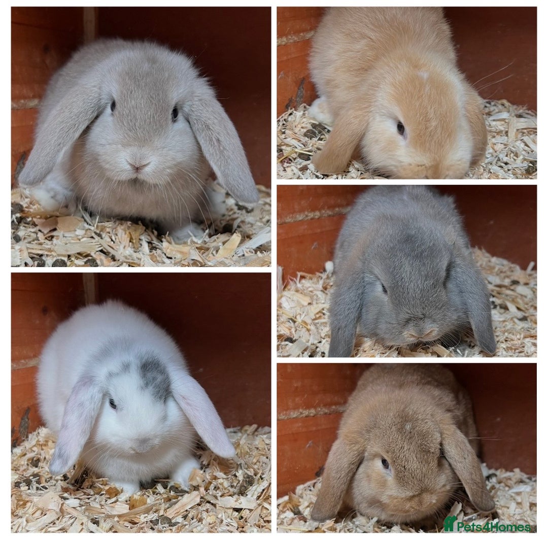 Mini Lop rabbits for sale: Gorgeous mini lops ready now! - Advert 2