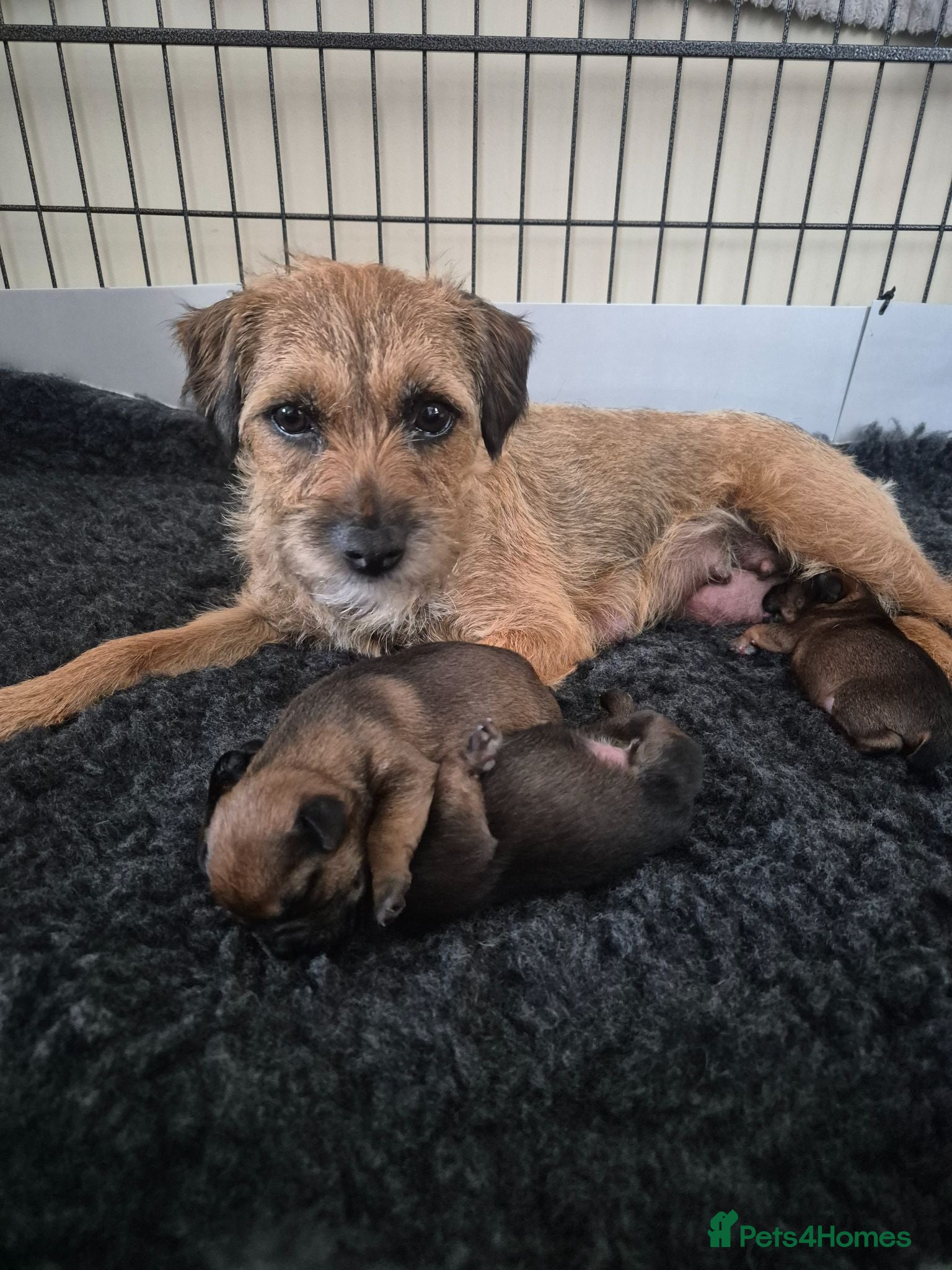 Border Terrier dogs Border Terrier Puppies for sale  - Advert 1