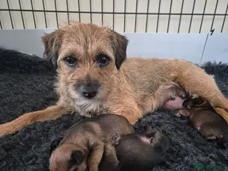 Border Terrier dogs Border Terrier Puppies for sale - Advert 2