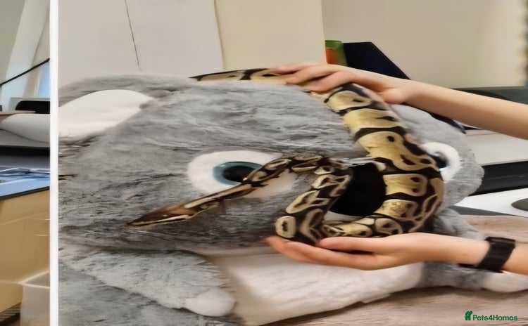 Python Snake reptiles - Advert 9